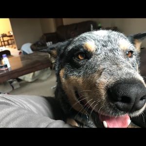 Meet your Posher, Journey